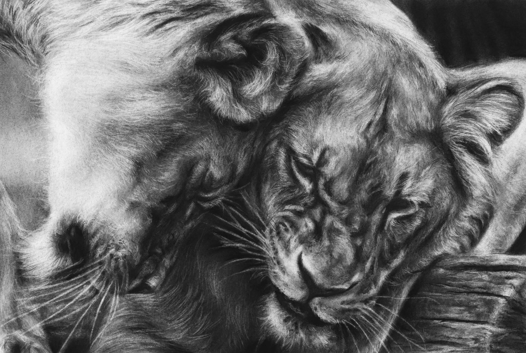 Charcoal Drawings Of Animals